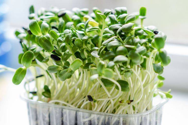 Как вырастить рукколу на подоконнике на микрозелень: способ без земли