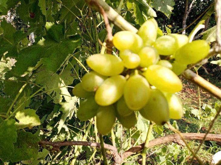 Как спасти замёрзший виноград: методы восстановления и советы опытных виноградарей