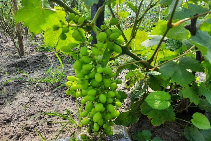 Для чего виноградари со стажем подрезают корни у саженцев винограда перед посадкой: маленькая хитрость