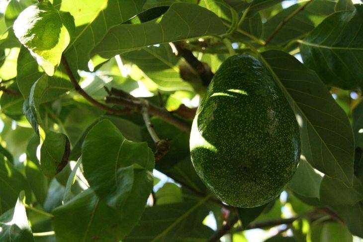 Почему при выращивании авокадо у него сохнут и чернеют листья: 3 роковых ошибки