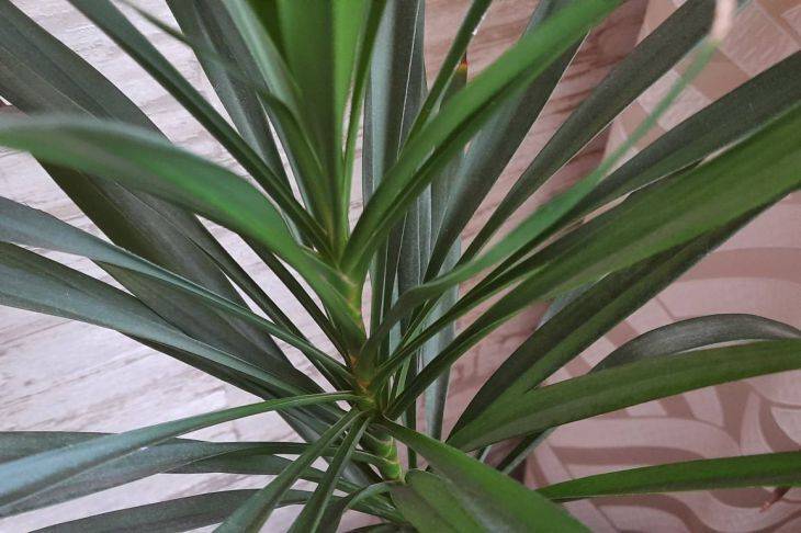 Почему у комнатной пальмы чернеют листья: меры, которые помогут спасти растение