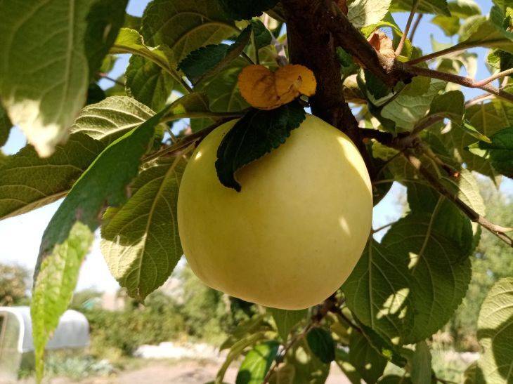 Как спасти яблоню и заставить ее плодоносить: проверенные способы