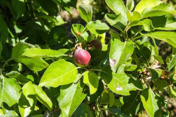 Почему яблоки растут горькими: в чем причина и как справиться с проблемой