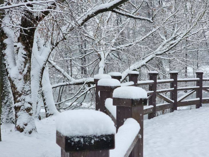 Чем опасен снег для садовых растений: многие дачники не догадываются об этом