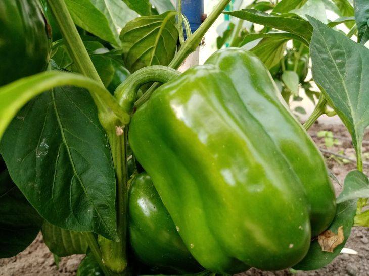 Что посадить рядом с болгарским перцем для богатого урожая: лучшие примеры удачного соседства