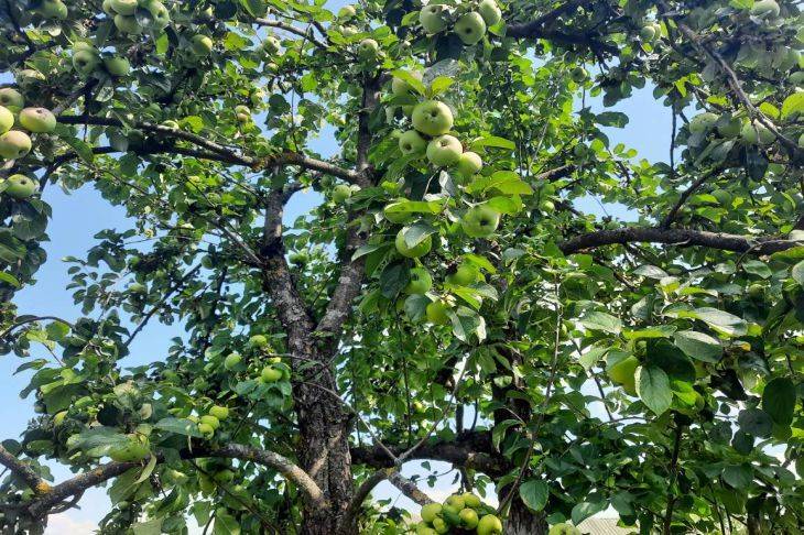 Качественная защита плодовых деревьев от заморозков: на какие ухищрения идут садоводы со стажем