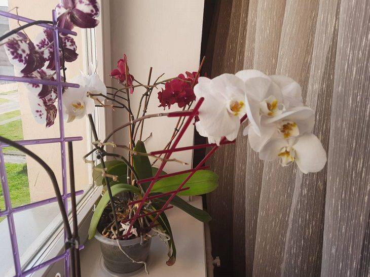 Как оживить сухие корни орхидеи: хитрости ушлых хозяек