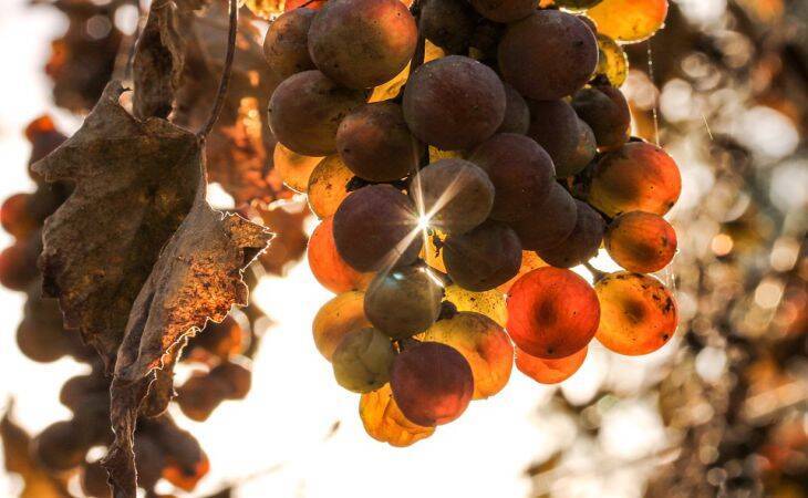 Чем опрыскать виноград, чтобы его не ели осы: простой метод для сохранения урожая