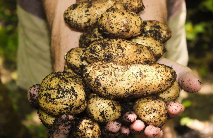 Как защититься от вредителей с помощью картофельной кожуры: полезные хитрости