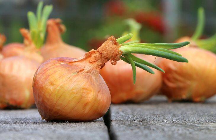 Как вырастить огурцы и помидоры здоровыми с помощью лука: хитрый способ