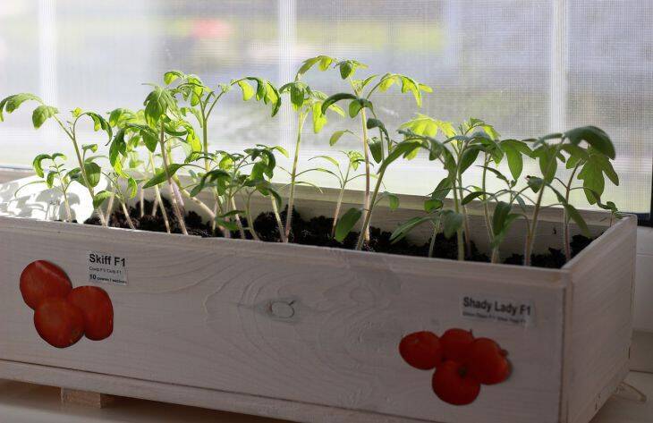 Как сделать, чтобы рассада томатов росла в ширину и была крепкой? 3 важных совета