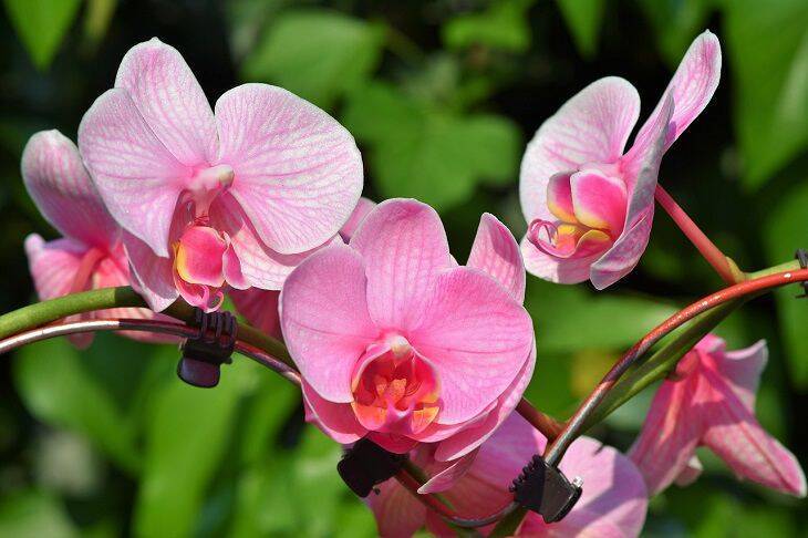 Орхидея стремительно нарастит жирные корни: секретный прием опытных цветоводов