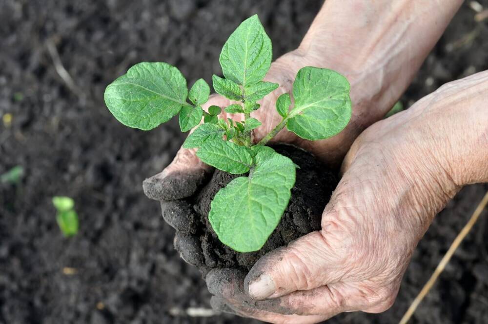 Выращивание картофеля через рассаду – а вы пробовали?