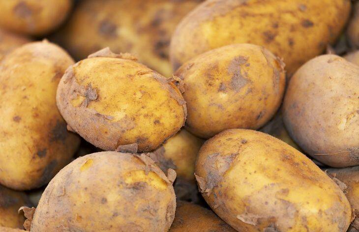 Что положить в лунку с картофелем, чтобы получить до ведра урожая с куста: проверенный способ
