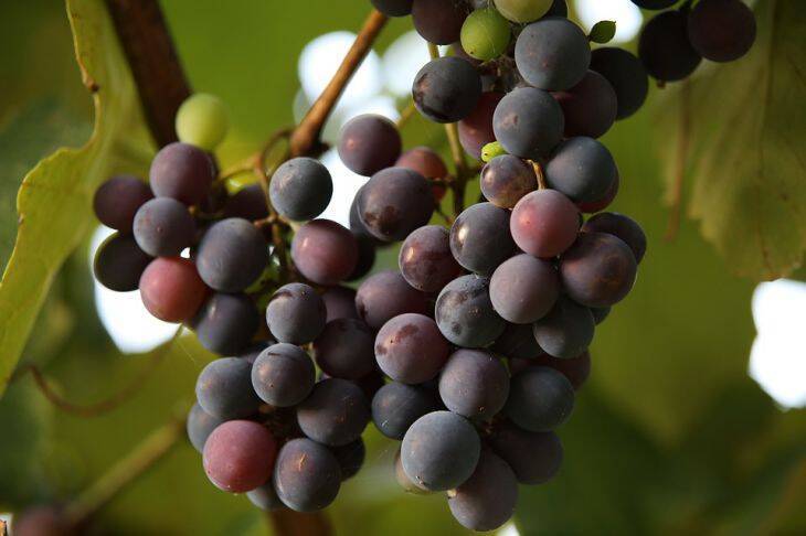 Что нужно сделать с виноградом весной, чтобы осенью было все увешано гроздьями ягод