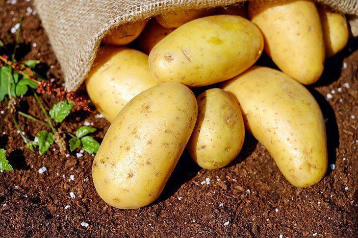Как собрать двойной урожай «выкрученной» картошки за сезон: хитрости опытных огородников