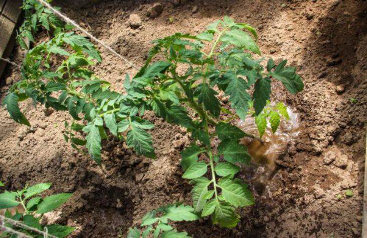 На пользу урожаю: почему хитрые дачники отказываются подвязывать помидоры