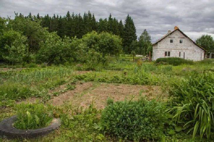 Запаситесь сосновыми шишками и хвойным опадом – тройная польза в саду и на огороде