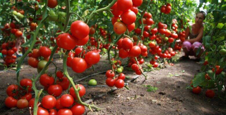 8 полезных свойств томатов