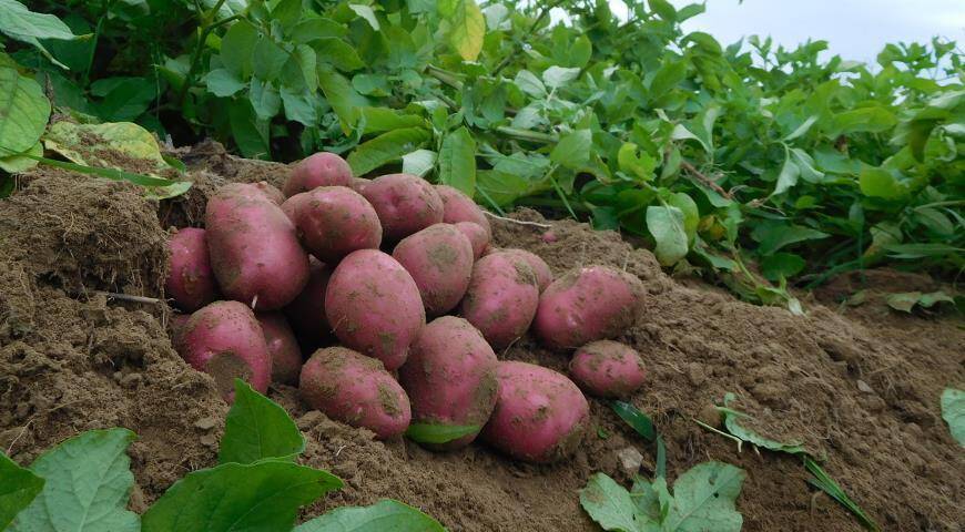 Расшифрован геном картофеля
