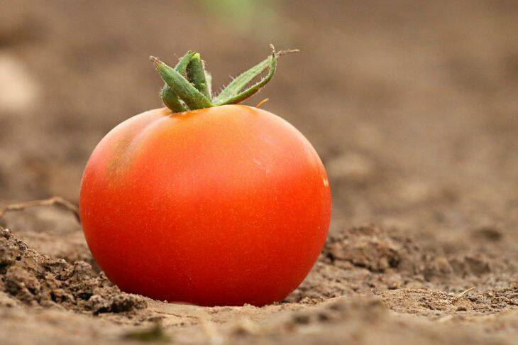 Что добавить в лунку при посадке томатов, чтобы получить крупные ягоды, а не листву