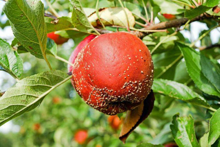 Почему листья и плоды яблонь покрываются черным налетом: совет как лечить дерево