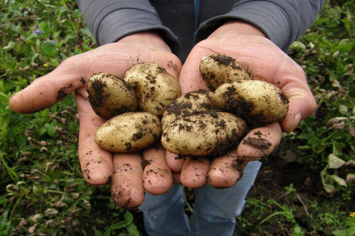 Что нельзя сажать рядом с картофелем: урожай будет никудышный
