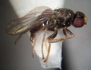 Меры борьбы с злаковыми мухами