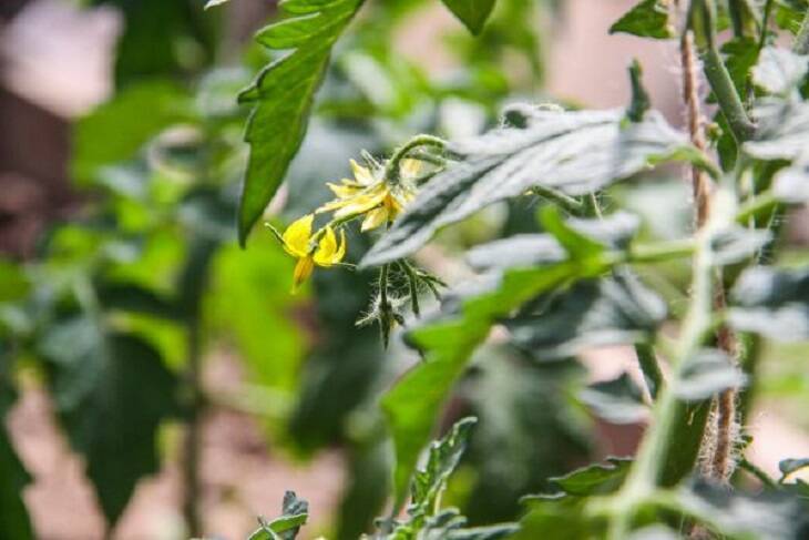 Дачники оценили способ выращивания помидоров вверх корнями: 5 причин, почему метод не порадовал