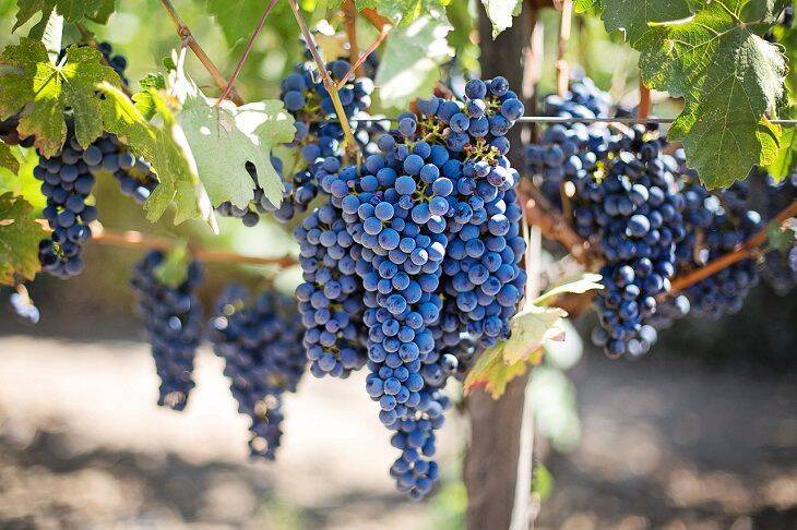 Как увеличить урожайность винограда, регулируя у куста побеги и глазки