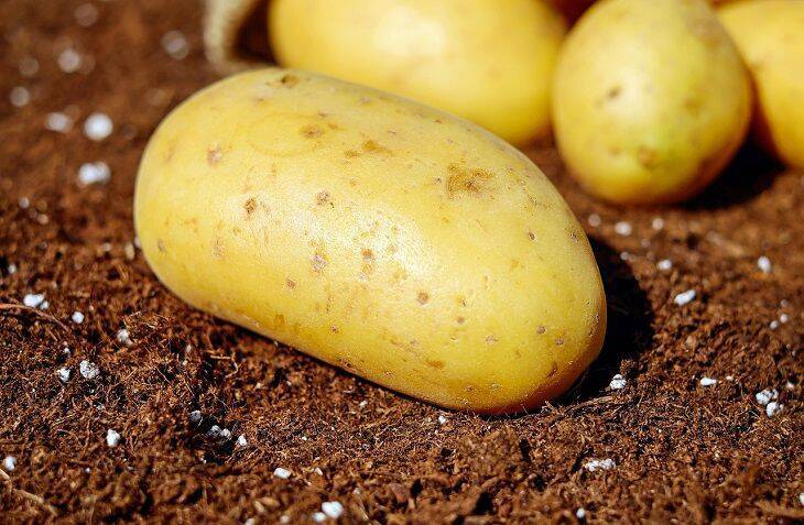 Как вырастить картофель по-турецки: суперурожай без особого ухода
