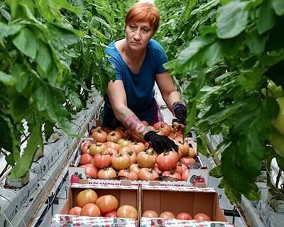 Российские аграрии попросили поддержать тепличные хозяйства