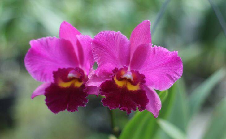 2 секретные подкормки для орхидей, которые точно работают: зацветут пышнее прежнего