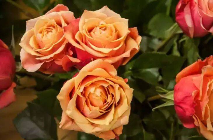 Чем подкормить розы для сильных кустов и пышного цветения: бутоны будут крупные и яркие – соседям на зависть