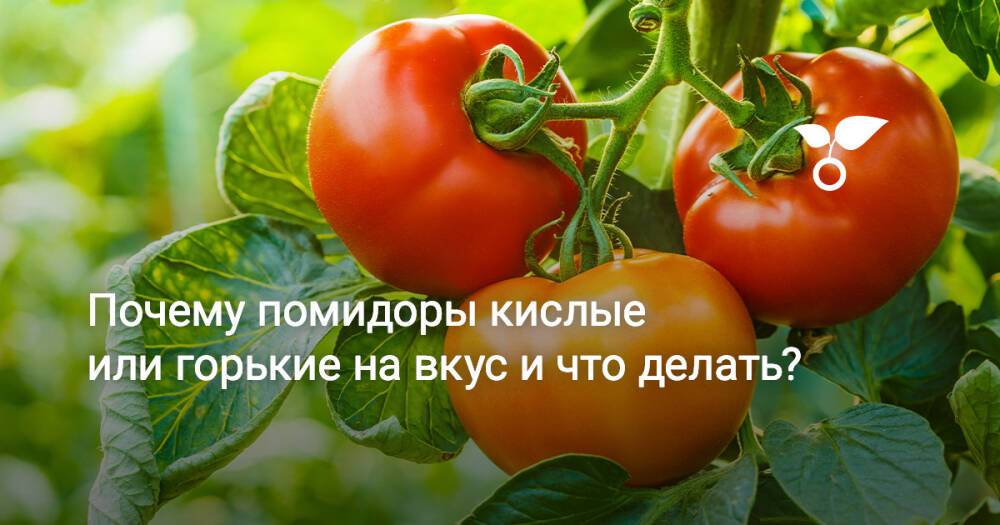 Почему помидоры кислые или горькие на вкус и что делать?