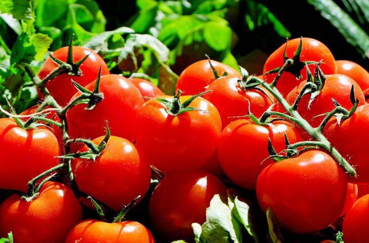 Всего один раз так польете помидоры, и кусты томатов в 90 % случаев заполонят грядки