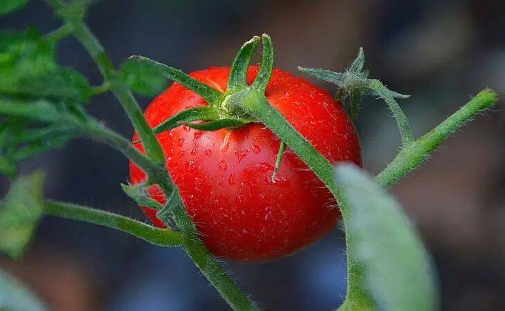 Про урожай можно забыть: без этой копеечной хитрости весной томаты даже не взойдут