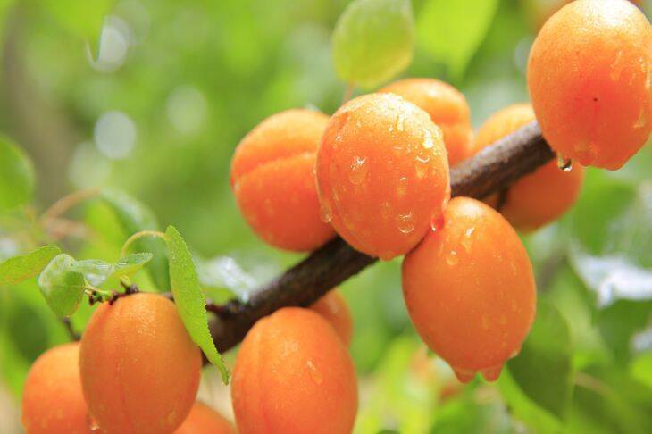 Чем подкормить абрикосы весной, если рассчитываете на богатый урожай: советы опытных садоводов