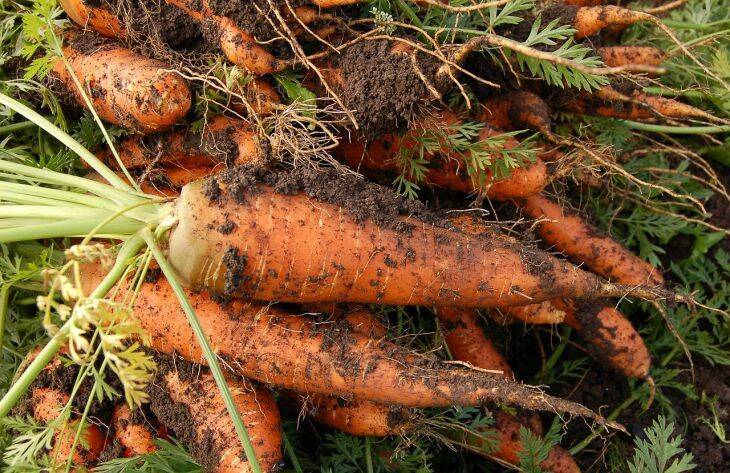 Чем опытные огородники поливают морковь, чтобы она выросла сладкой и крупной: лучшие варианты
