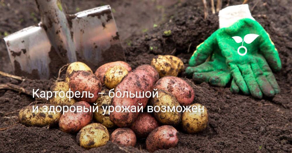 Картофель – большой и здоровый урожай возможен
