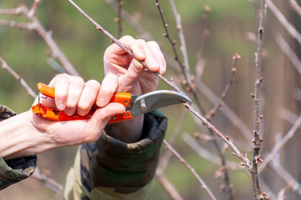 Как правильно обрезать яблоню и грушу весной (советы для начинающих)