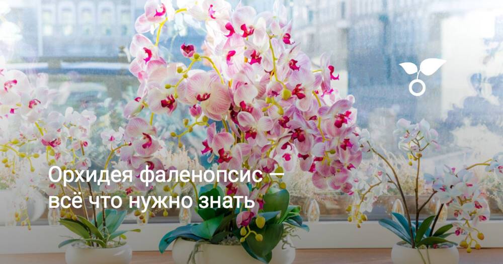 Орхидея фаленопсис — всё что нужно знать