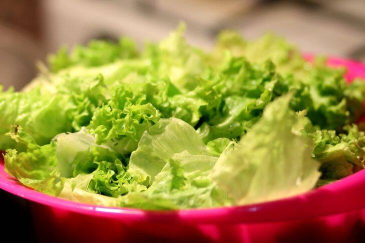 3 частые ошибки, из-за которых листовой салат получается горьким: о чем нужно помнить дачникам