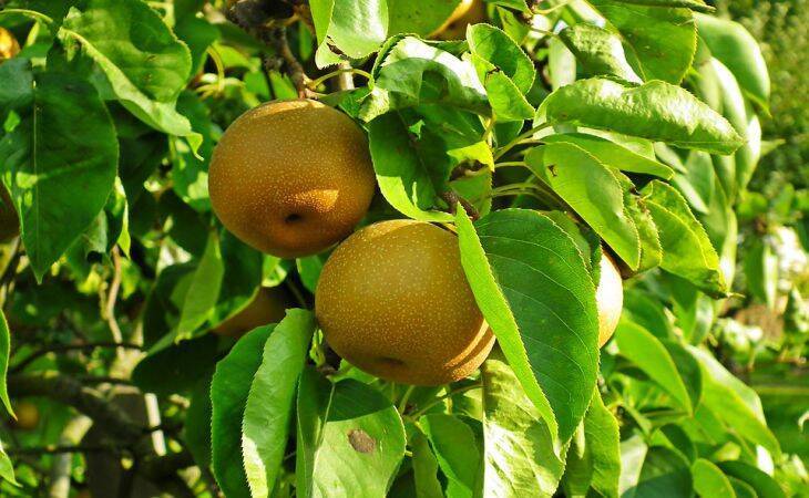 3 способа проверить, будет ли в этом году богатым урожай груш и яблок: подсказки дачникам