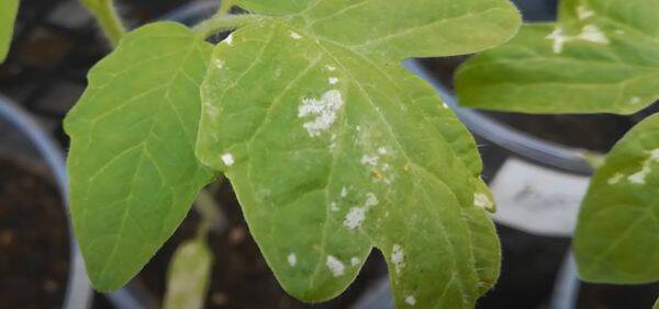Белые пятна на листьях рассады помидоров: почему появились и что делать