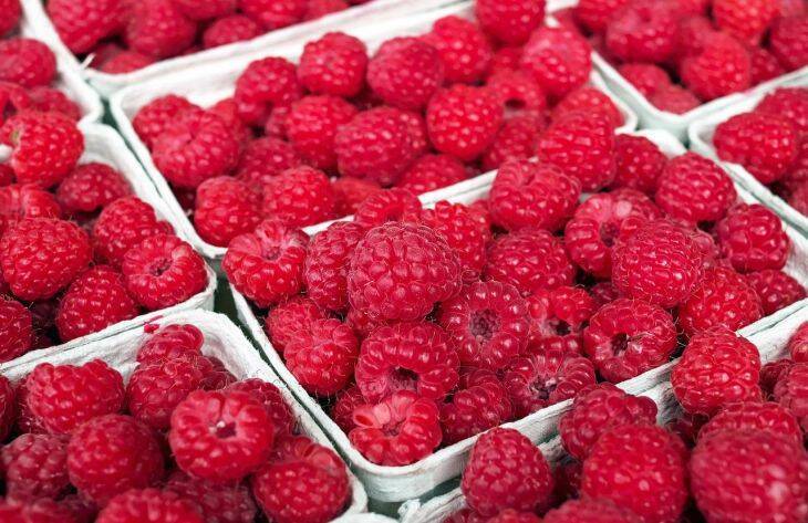 Чем подкормить малину, чтобы ягоды были крупными и сладкими: хитрости дачников