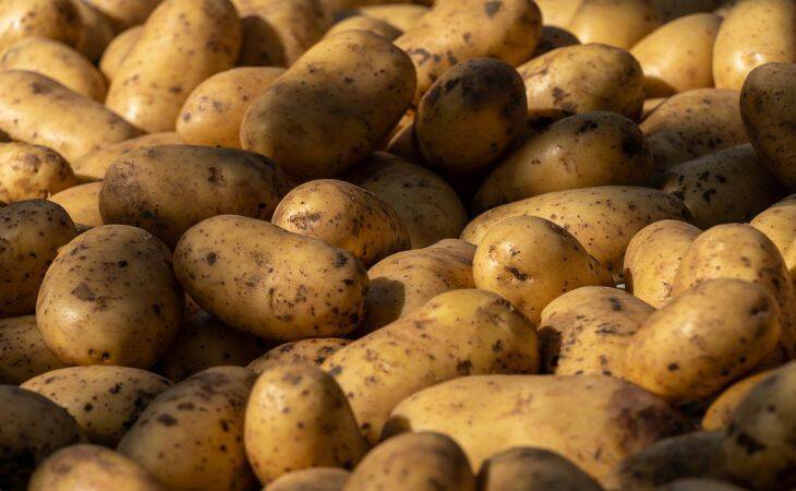 Какую подкормку класть в каждую лунку при посадке картошки: результат впечатляет из года в год