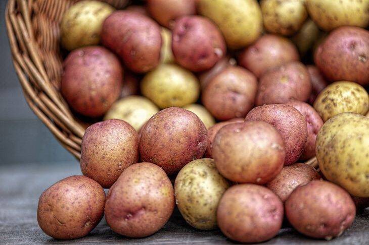 Когда начинать проращивать картофель для посадки: советы начинающим огородникам