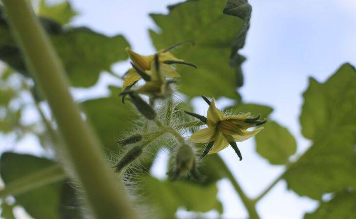 Ошибка при пикировке томатов, которая лишает будущего урожая: дачники совершают её годами