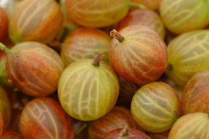 Как получить богатый урожай крыжовника: эти хитрости дадут шикарный куст ягод